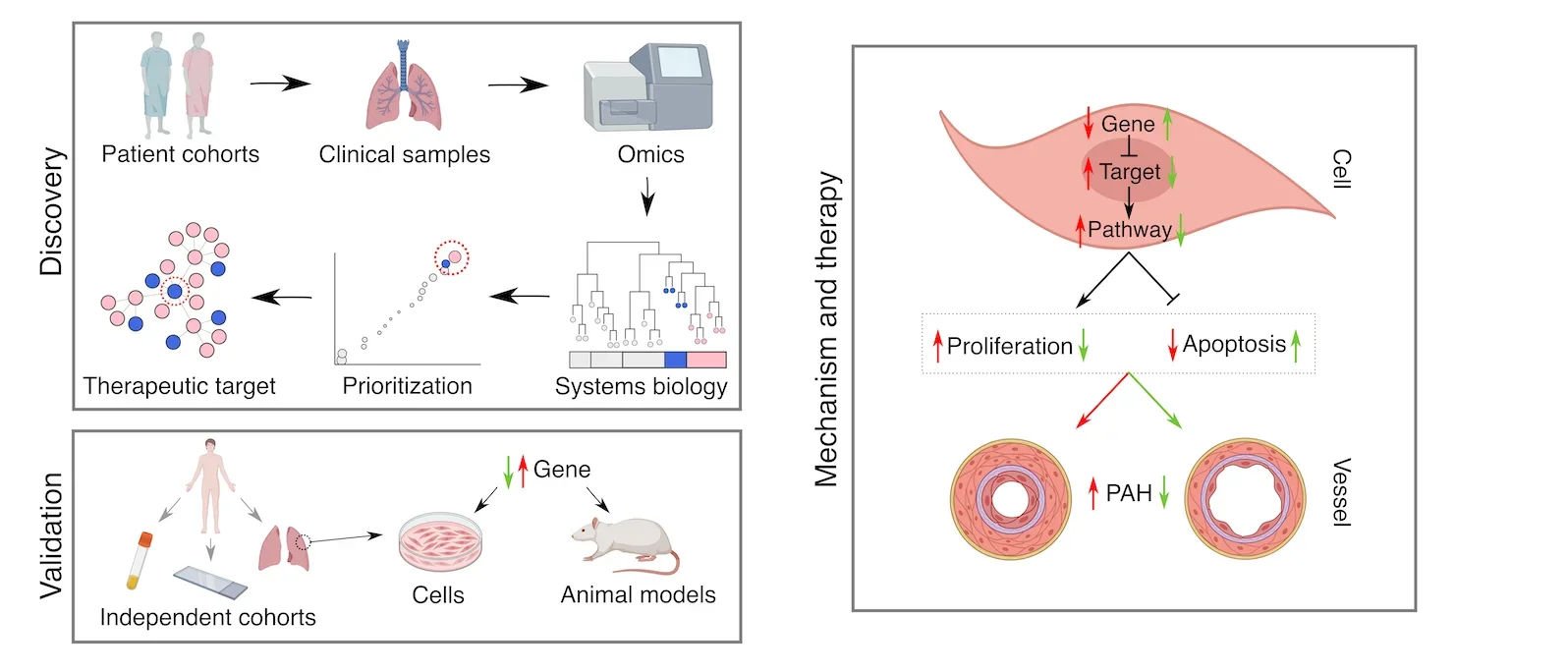 Diagram of omics-based disease target discovery, validation, and therapeutic mechanism affecting cells and blood vessels.